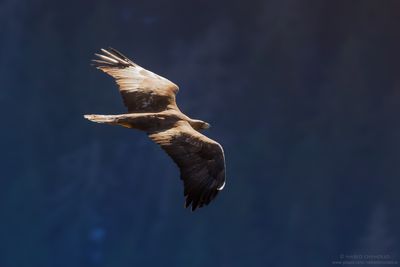 Golden eagle - Aquila reale (Aquila chrysaetos)