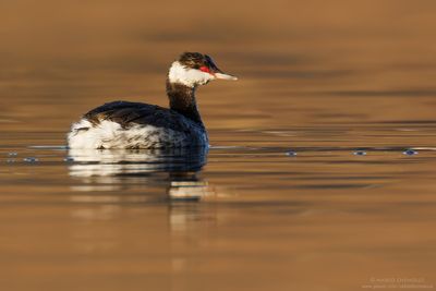 Svasso cornuto - Horned Grebe (Podiceps auritus)