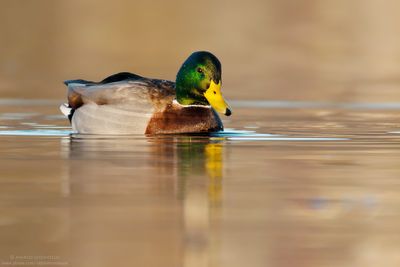 Mallard - Germano Reale (Anas platyrinchos)