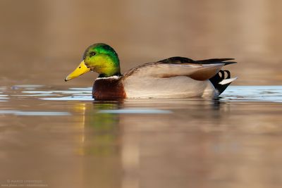 Mallard - Germano Reale (Anas platyrinchos)