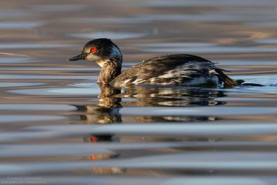 Podiceps nigricollis