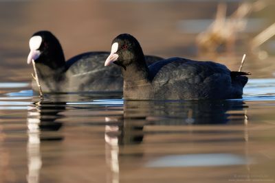 Coot - Folaga (Fulica atra)