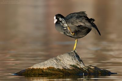 Coot - Folaga (Fulica atra)
