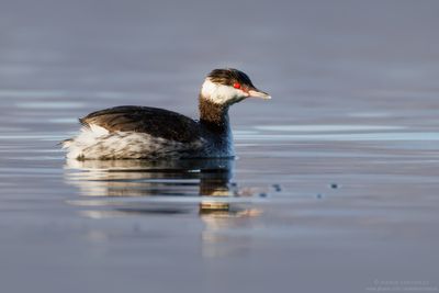 Podiceps auritus