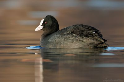 Coot - Folaga (Fulica atra)