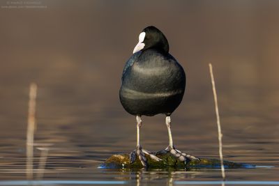 Coot - Folaga (Fulica atra)