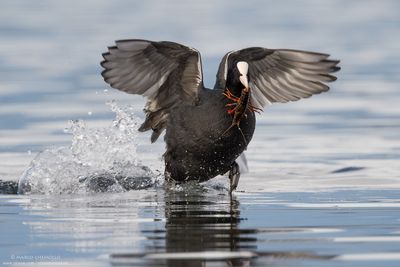 Fulica atra