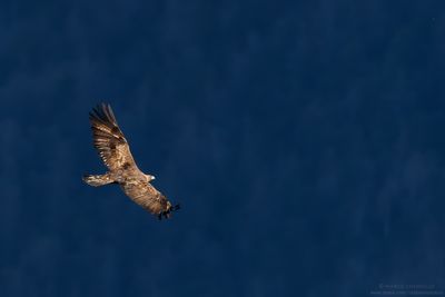 Golden eagle - Aquila reale (Aquila chrysaetos)