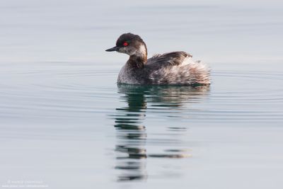 Black-necked Grebe - Svasso piccolo (Podiceps nigricollis)