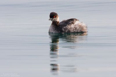 Black-necked Grebe - Svasso piccolo (Podiceps nigricollis)