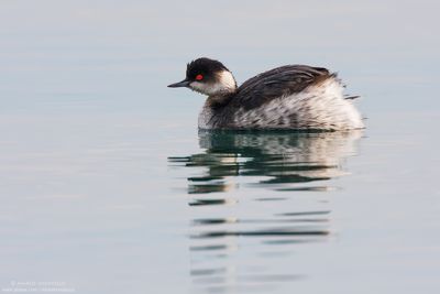 Black-necked Grebe - Svasso piccolo (Podiceps nigricollis)