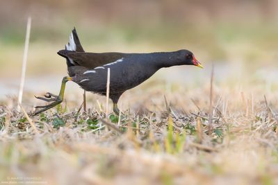 Gallinula chloropus