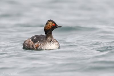 Black-necked Grebe - Svasso piccolo (Podiceps nigricollis)