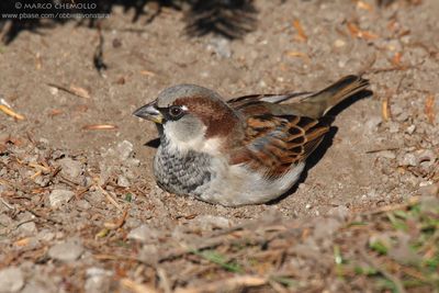 Passer domesticus