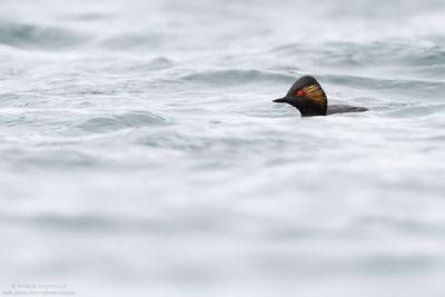 Black-necked Grebe - Svasso piccolo (Podiceps nigricollis)