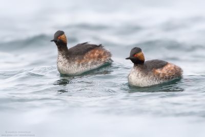 Podiceps nigricollis