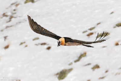 Bearded Vulture - Gipeto (Gypaetus barbatus)