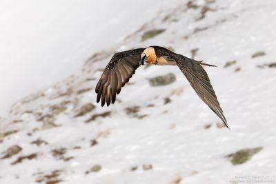 Bearded Vulture - Gipeto (Gypaetus barbatus)