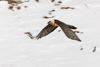 Bearded Vulture - Gipeto (Gypaetus barbatus)