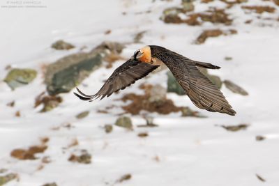 Bearded Vulture - Gipeto (Gypaetus barbatus)