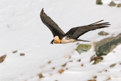Bearded Vulture - Gipeto (Gypaetus barbatus)