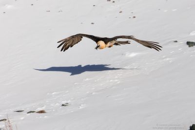 Bearded Vulture - Gipeto (Gypaetus barbatus)