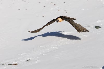 Bearded Vulture - Gipeto (Gypaetus barbatus)