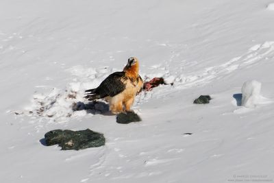 Bearded Vulture - Gipeto (Gypaetus barbatus)