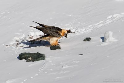 Bearded Vulture - Gipeto (Gypaetus barbatus)