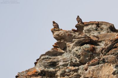 Golden eagle - Aquila reale (Aquila chrysaetos)