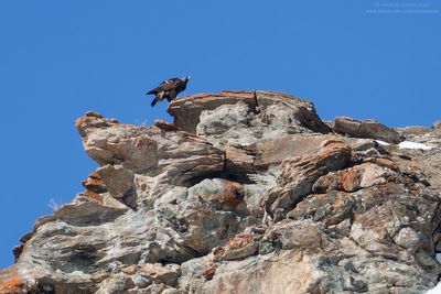 Golden eagle - Aquila reale (Aquila chrysaetos)