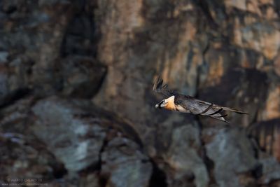 Bearded Vulture - Gipeto (Gypaetus barbatus)