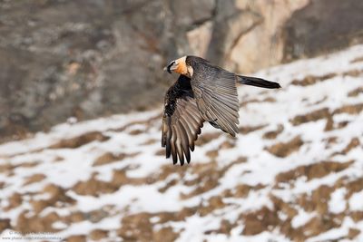 Bearded Vulture - Gipeto (Gypaetus barbatus)