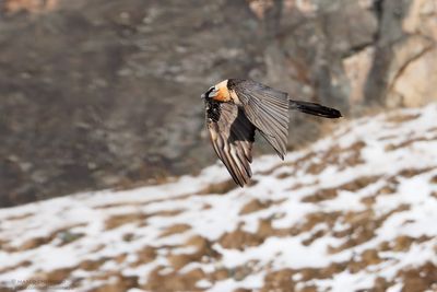 Bearded Vulture - Gipeto (Gypaetus barbatus)