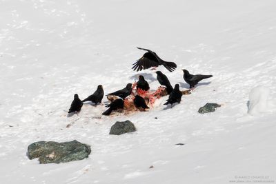 Pyrrhocorax graculus