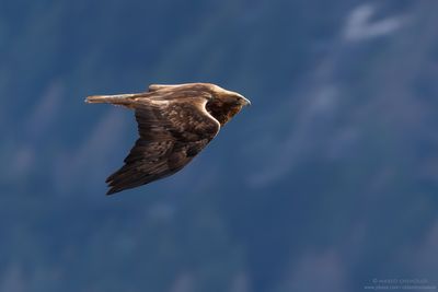 Golden eagle - Aquila reale (Aquila chrysaetos)