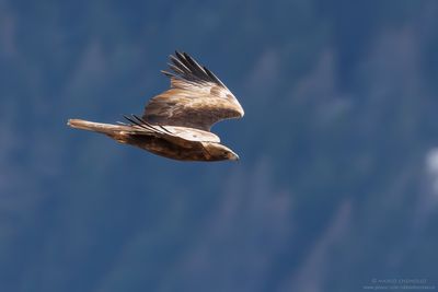 Golden eagle - Aquila reale (Aquila chrysaetos)
