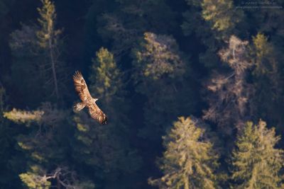 Golden eagle - Aquila reale (Aquila chrysaetos)