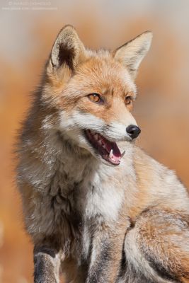 Red Fox - Volpe (Vulpes vulpes)