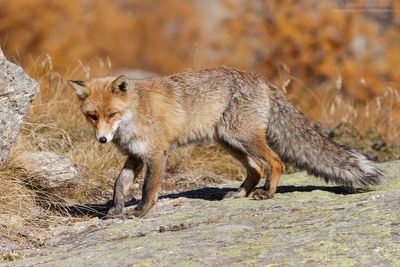 Red Fox - Volpe (Vulpes vulpes)