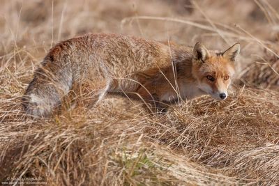 Red Fox - Volpe (Vulpes vulpes)