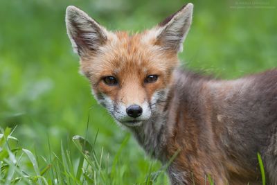 Vulpes vulpes