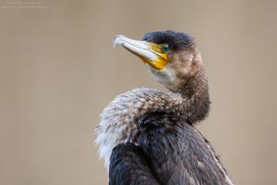 Great Cormorant - Cormorano (Phalacrocorax carbo sinensis)
