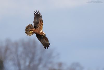 Marsh Harrier - Falco di palude (Circus aeruginosus)