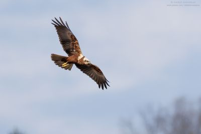 Circus aeruginosus