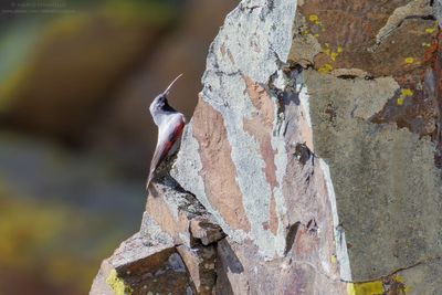 Picchio muraiolo - Wallcreeper (Tichodroma muraria)