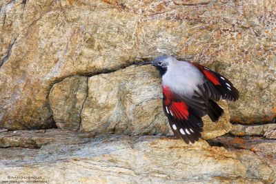 Picchio muraiolo - Wallcreeper (Tichodroma muraria)