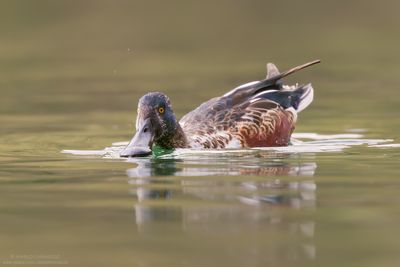 Northern Shoveler - Mestolone (Anas clypeata)
