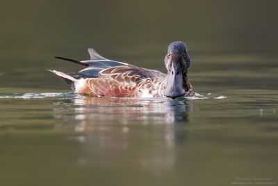 Northern Shoveler - Mestolone (Anas clypeata)