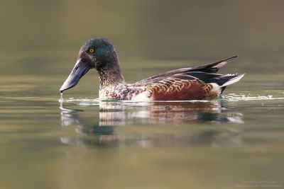 Northern Shoveler - Mestolone (Anas clypeata)